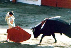 Bullfight Fair