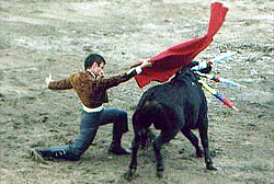 Bullfight Fair