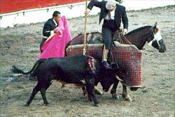 Bullfight Fair